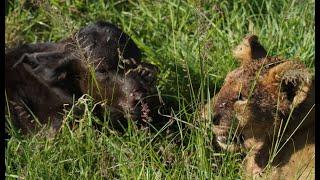 A NEW BORN buffalo fate after the lions killed his mother at the Masai Mara Kenya