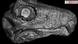 Biarmosuchian Ontogeny Explained  A 7DoS Special Feature