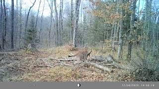 Cougar takes down deer in Michigans Upper Peninsula