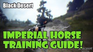 Black Desert Beginner Imperial Horse Training AFK Horse Leveling and Catching a Horse Guide