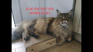 УХОД ЗА ШЕРСТЬЮ МЕЙН КУНА  Как правильно расчесывать кота Кот Мейн Кун Main Coon Cats