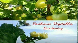 Penthouse Vegetables Gardening Part 1