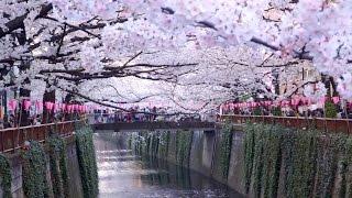 Tokyos Best Cherry Blossom Spot Meguro River 初めての目黒川花見