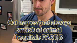 Cat Names That Always Smack at an Animal Hospital - Part 3