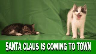 Santa Claus is Coming to Town - Ultra HD - CATS CHRISTMAS JINGLE