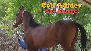 Energetic Marwari Colt Adidev - Sire Alamgir 