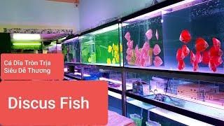 Cá Dĩa Đẹp Discus Fish - Cá Vàng Ranchu Giống Đẹp Dễ Nuôi DiamondDa