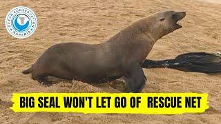 Big Seal Wont Let Go Of Rescue Net