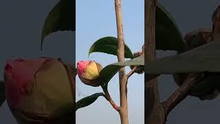 #camellia #flower #camelliaflower #camelliaplant #camelliaflowerplant