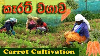 How To Grow CarrotsCarrot CultivationCarrot FarmingPlanting of carrot කැරට් වගාවlakshitha vlogs