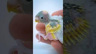 From Tiny Hatchling to Playful Parakeet #shorts