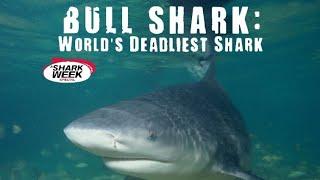 Bull Shark Worlds Deadliest Shark