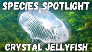 Species Spotlight - Crystal Jellyfish Aequorea victoria