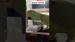 Hermosas Aves Cantando en la Naturaleza