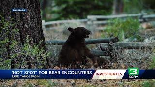 California advocates aim to reduce bear encounters in Lake Tahoe