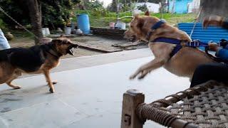 My Labrador got angry on german shepherd Oscar vs Tyson  Labrador vs german shepherd