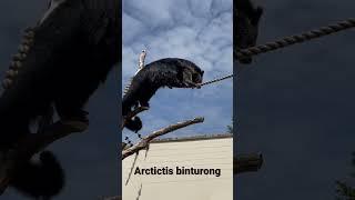 Binturong -  Arctictis binturong at @LongleatSafariAdventurePark