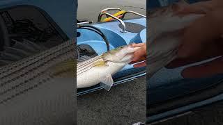 Epic Day of Striped Bass Fishing with Live Bait #fishing