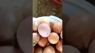 جمع أنتاج البيض