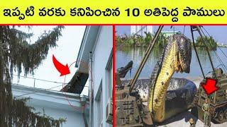 Top 10 Biggest Snakes In the World  BMC facts  Telugu