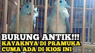 Ada burung antik di kios ini update harga burung terbaru.