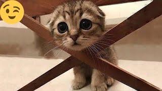 12 minutes of adorable cats and kittens videos to keep you smiling 