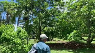 Mamey Sapote Trees