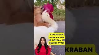 Anak Anjing Yang Digendong Sama Seekor Ayam