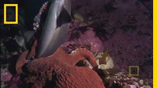 Octopus Kills Shark  National Geographic