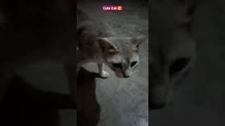 #shortvideo #shortsfeed #cat #viral #catlover #catvideos