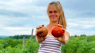 Meet the Master Organic Veggie Farmer  Good Work