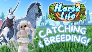 Horse Life II Catching & Breeding Unicorns II New Roblox Horse Game