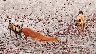 Wild Dog & Hyena Pull Baby Out of Impala Thats Giving Birth