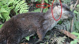 How to Make an Otter Trap. DIY