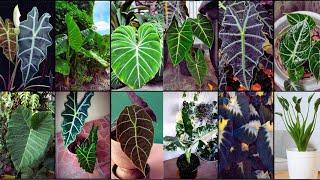 ALOCASIA VARIETIES - Plants Weekly