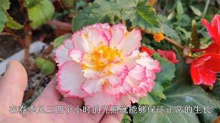 一种球根“海棠花”，根像“毛蛋”开花美，可垂吊能四季开花