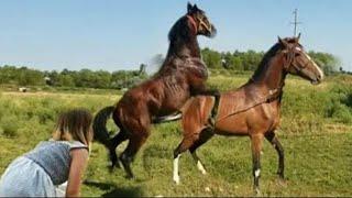Yegua revolucionando a potros jóvenes futuros sementales.caballos y yeguas Andalusian horses