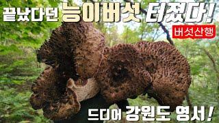 24년도 끝났다던 능이버섯 터졌다 강원도 영서 드디어 능이 나옵니다 버섯산행 플로깅 산행 선두자 심마니 약초꾼의 리얼 야생 진짜 방송 Country life