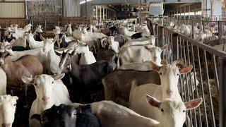 Touring Minnesota’s Largest Dairy Goat Farm