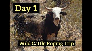 Setting up camp & roping wild cattle before sunset  DAY 1