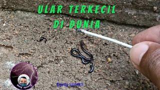 SPESIES ULAR TERKECIL DI DUNIA