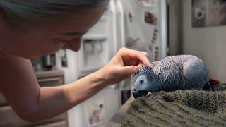 Day 1 With Bean The Terrified African Grey Part 2