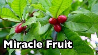 All About Miracle Fruit