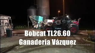 Telescópica Bobcat en Ganadería de vacuno gallega