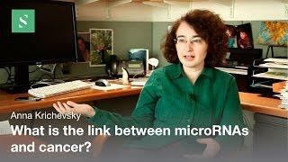 MicroRNA Studies - Anna M. Krichevsky