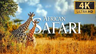 African Safari 4K  Discovery Relaxation Wonderful Wildlife Movie with Relax Piano Music