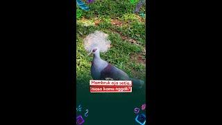 BURUNG MAMBRUK SANG PANGLIMA PERANG YANG SETIA