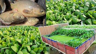 I Build an aquaponics System for Raised Climbing Perch Fish and Grow Mustard Green Pak Choy