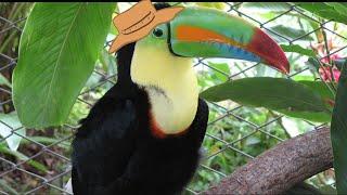 Toucan