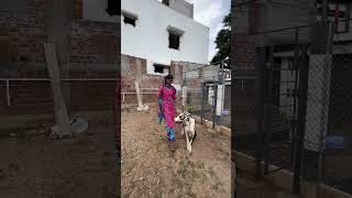 கோயம்புத்தூர் Dog  Kennel Visit 